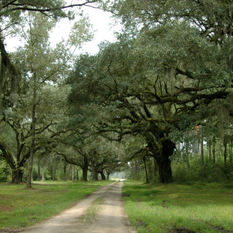 STM-Coastal Path with trees Providing a marketing path for your business